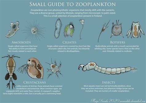 Zooplankton Definition Examples And Types Biology