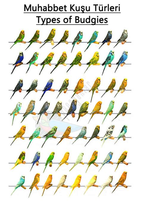 Parakeet Colors Varieties