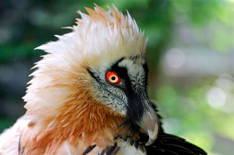 Absurd Creature of the Week: The Magnificent Bearded Vulture Only Eats ...