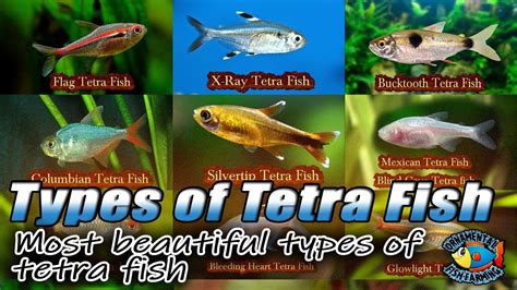 Most beautiful types of tetra fish - best tetras - best aquarium fish ...