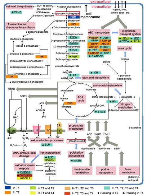 Scheme of metabolic pathways where enzymes upregulated in specific ...