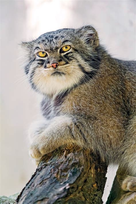 The Manul Cat Is The Most Expressive Cat In The World | Bored Panda