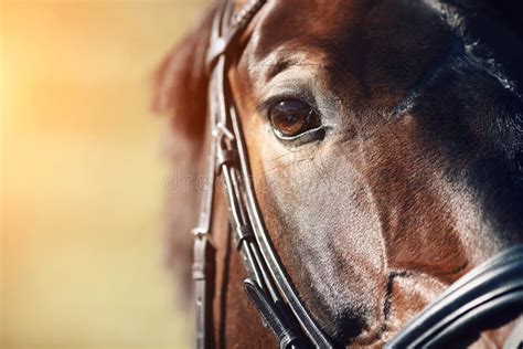 Face Of A Bay Horse With Brown Eyes Closeup Stock Photo - Image of ...