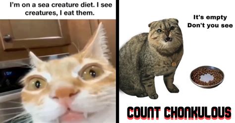 Funniest Fat Cat Memes of the Week That Remind Us That Felines are Just ...