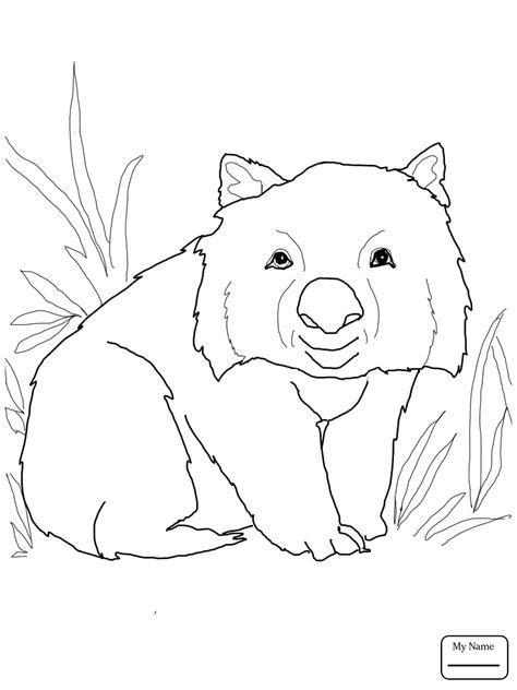 Wombat Drawing at GetDrawings | Free download