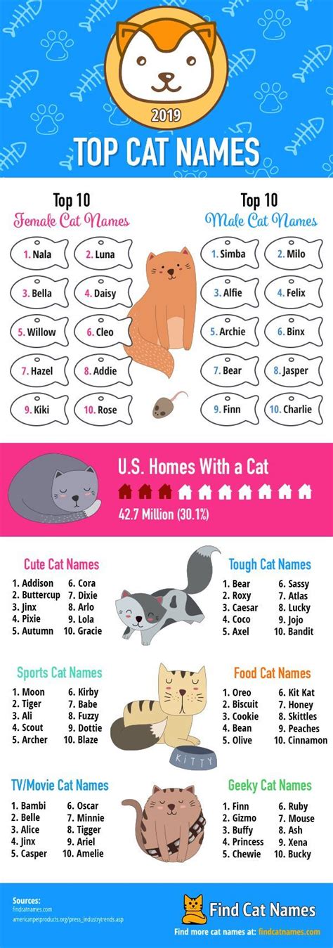 Top Cat Names of 2024 (Infographic) - Find Cat Names | Nomes de gato ...