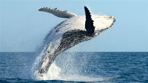 The Humpback Whales migration to Central America