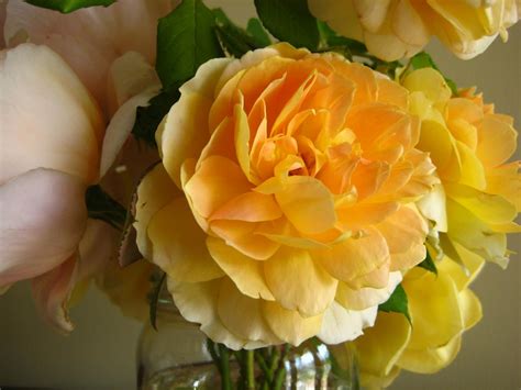 A Shower Fresh Garden: English Rose Bouquet