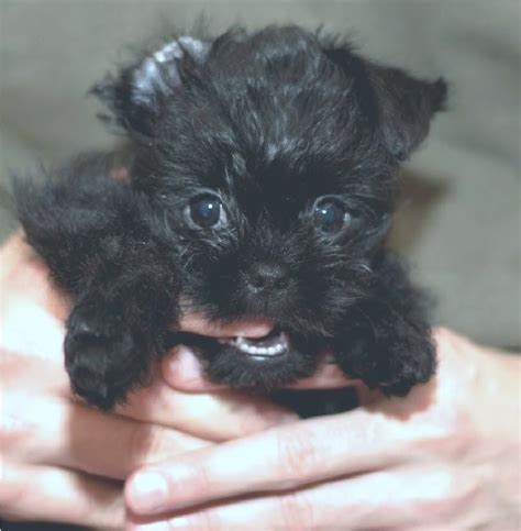 Affenpinscher Puppies For Sale | Los Angeles, CA #222040