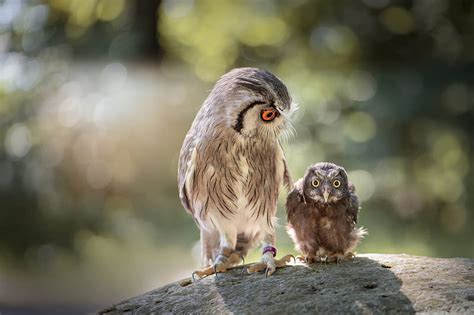 1080P free download | Owl Mother and Baby, owl, mother, baby, animal ...