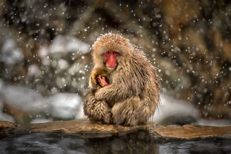 Animal Baby Animal Cute Hug Japanese Macaque Love Macaque Primate ...