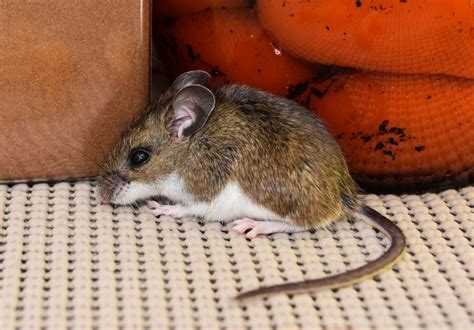 What are the health risks associated with a mouse infestation? - A1 ...