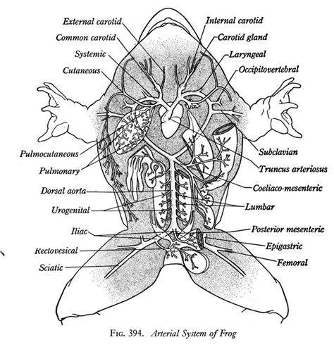 65 best Anatomy. Amphibium images on Pinterest | Animal anatomy ...