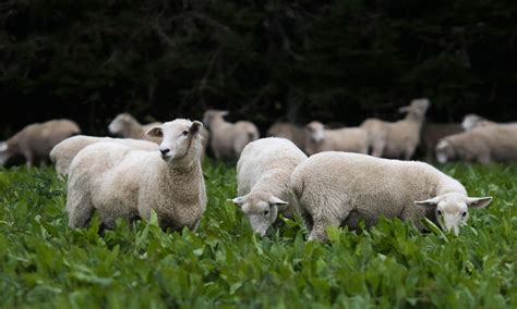 Te Mana Farm In New Zealand Ethically Raises New Breeds Of Sheep ...