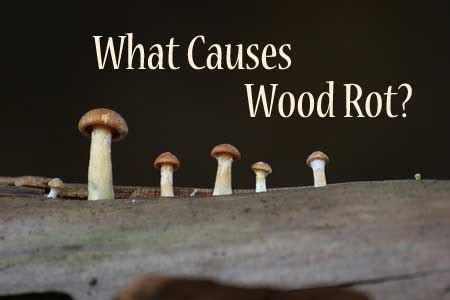 What Causes Wood Rot? | The Craftsman Blog