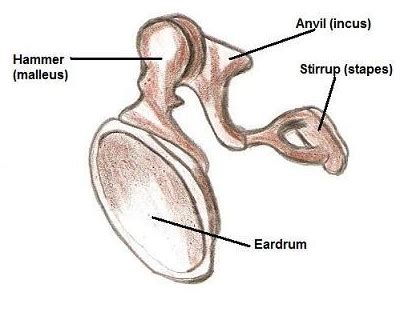 The three bones in the middle ear are collectively called: