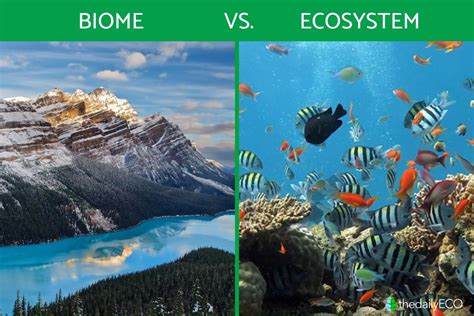 The Difference Between Biome vs. Ecosystem - Definitions With Examples