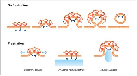 Schematic representation of normal and frustrated clathrin-coated ...