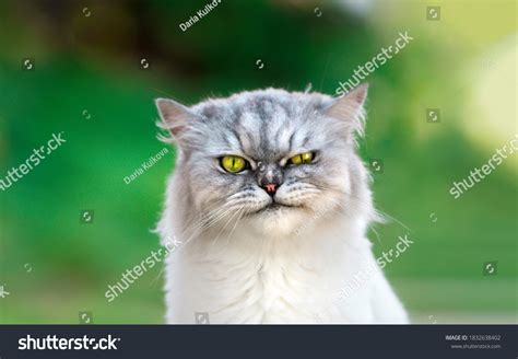 Portrait Playful Groomed Persian Chinchilla Grumpy Stock Photo ...