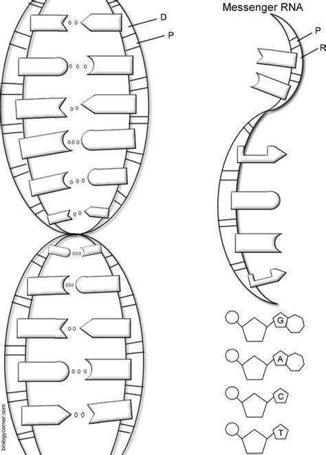 Dna Diagram No Labels | Color worksheets, Dna activities, Dna facts