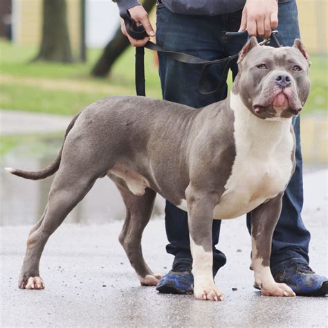 XL Bully Studs Archives - XL American Bully Breeders in NW Ohio