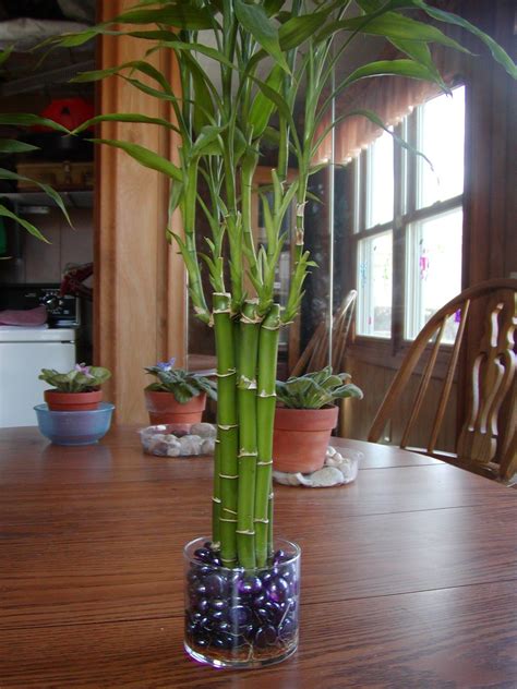 How to Grow Lucky Bamboo Plant in Water - Back Gardener