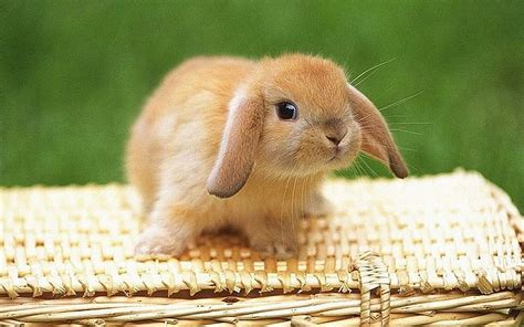 Cute Rabbits Wallpapers For Desktop