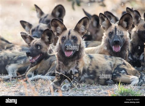 Pack of African wild dogs (lycaon pictus), Savuti, Chobe National Park ...