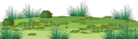 Wetland Plants Vector Art, Icons, and Graphics for Free Download