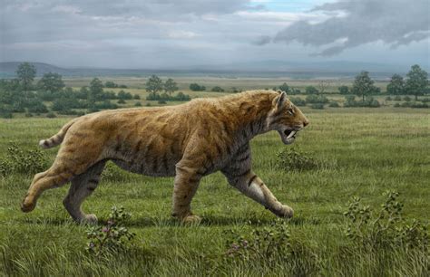 Smilodon Facts, Habitat, Diet, Fossils, Pictures