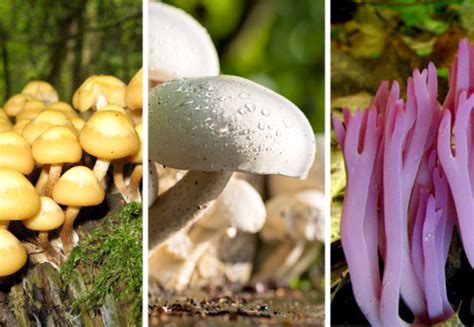 Types of Fungi: Mushrooms, Toadstools, Molds, and More - Owlcation