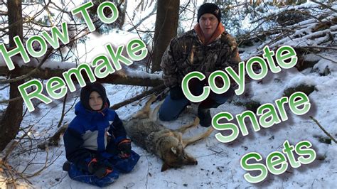 Best way to remake a coyote snare after a catch - YouTube