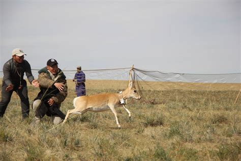 8 Mongolian gazelles were fitted with satellite collars | WWF