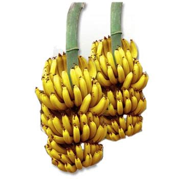 Incredible Indoor Banana Tree - As Seen On TV