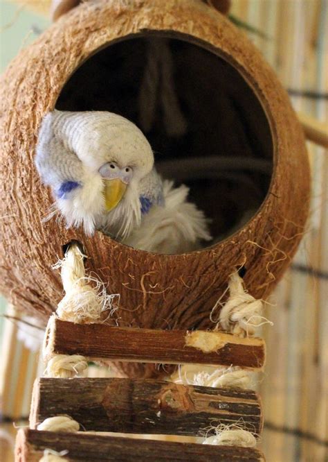 budgie-research | Juguetes para pájaros, Jaulas para periquitos, Periquitos