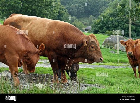 Stabiliser Cattle. Established by the crossing of four breeds - Red ...