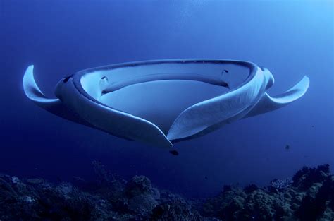 Giant manta, Manta ray, Best scuba diving