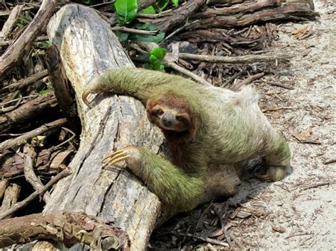 Does Algae Grow On Sloths? A Green Coat Explored! - Animal Hype