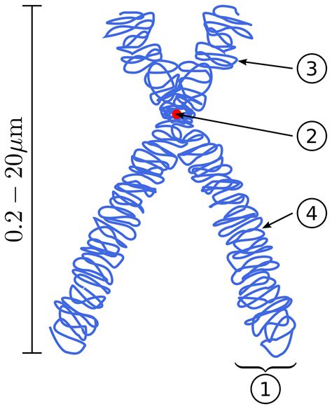 Chromosome - Wikipedia