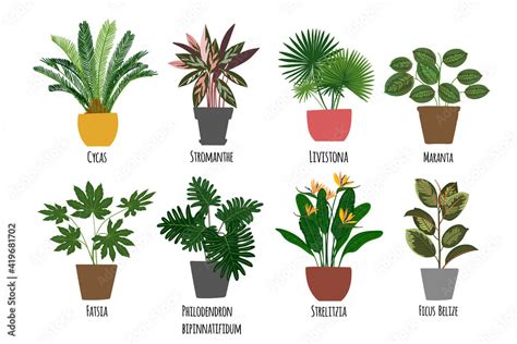 Houseplants. Tropical plants in pots. Exotic flowers. Cycas, Stromanthe ...