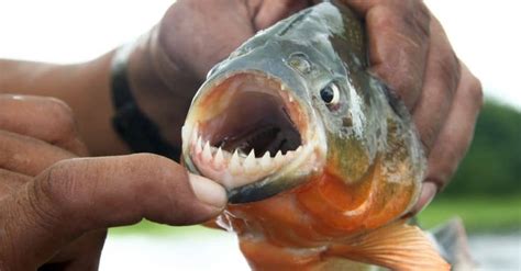 Piranha Animal Pictures | A-Z Animals