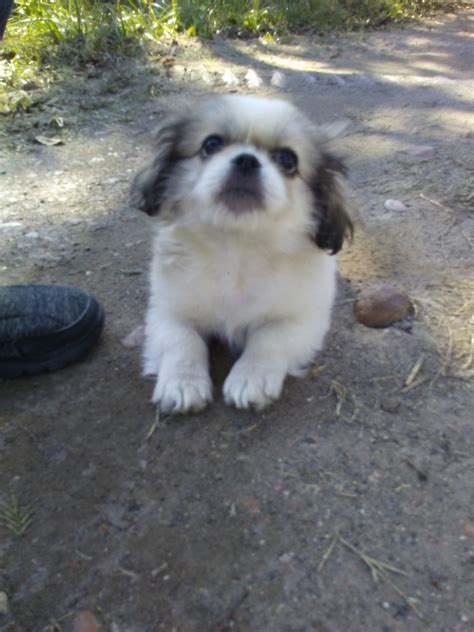 Pekingese Puppies For Sale | Richmond, TX #316993