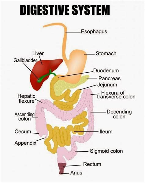 QUADDo Science: Human digestive system - part 1