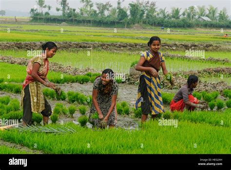 Hariargup: Rice fields field, women plant rice, Khulna Division ...