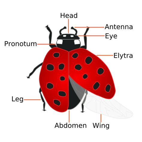 Image: Coccinellidae (Ladybug) Anatomy