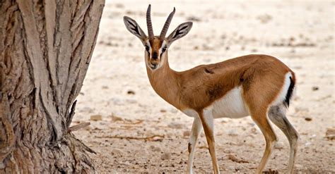 Gazelle vs Impala: Key Differences Explained - W3schools