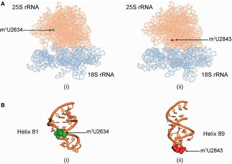 Rrna Structure And Function