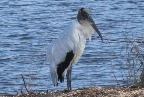 Florida Keys wildlife: 12 animals not to miss & when to see them