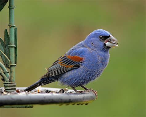 A week of Blue Grosbeaks - FeederWatch