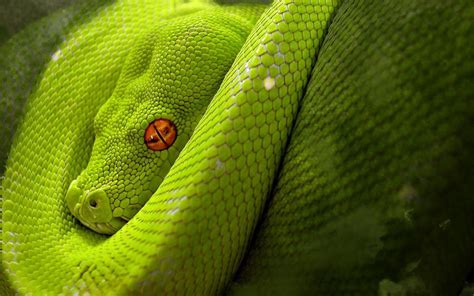 Snake Wallpapers - Wallpaper Cave